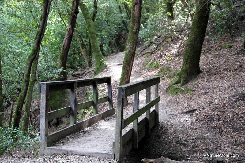 Bridge over creek on Las Trampas hiking trail